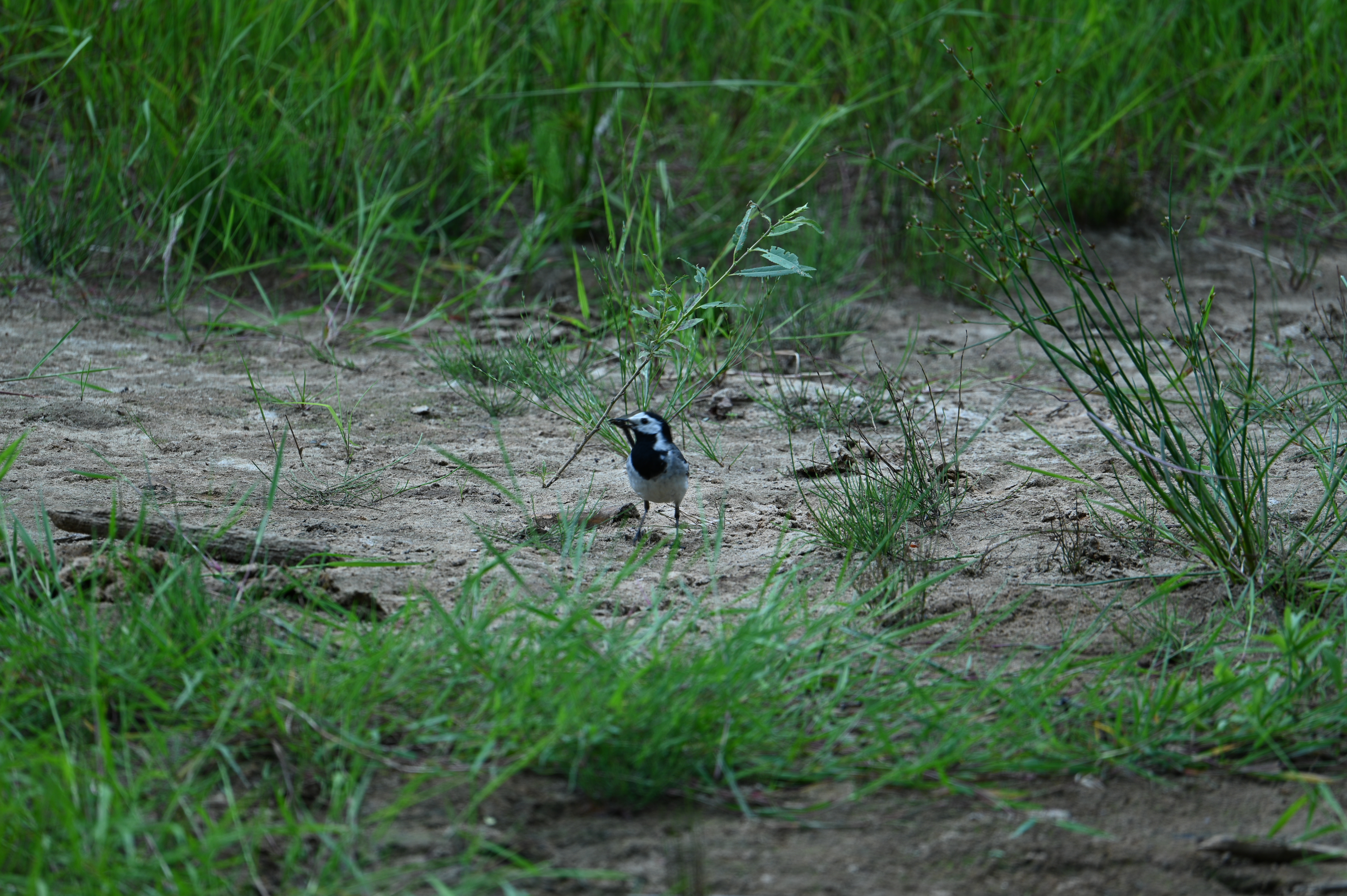 2025/07/09-14 - trip/DSC_0411.JPG